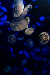 Jelly Fish in the water, aquarium, lights, calm, ocean.