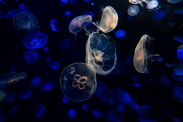 Jelly Fish in the water, aquarium, lights, calm, ocean.