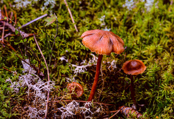 Autumn mushroom in wild forest in Quebec, Canada