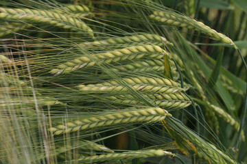 Closeup of wheat ears bending in the wind at the field - food production concept