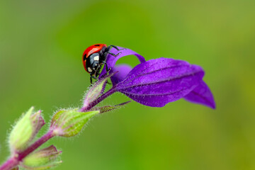 Beautiful ladybug on leaf defocused background
