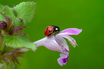 Beautiful ladybug on leaf defocused background