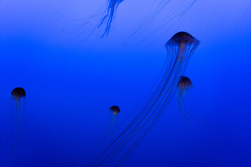 Jelly Fish in the water, aquarium, lights, calm, ocean.