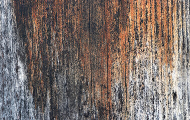 Close up shot of old wood texture 
