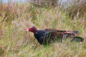 Close up shot of Turkey Vulture in marsh lands
