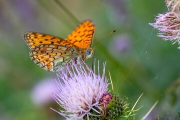 Macro shots, Beautiful nature scene. Closeup beautiful butterfly sitting on the flower in a summer garden.