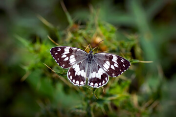 Macro shots, Beautiful nature scene. Closeup beautiful butterfly sitting on the flower in a summer garden.