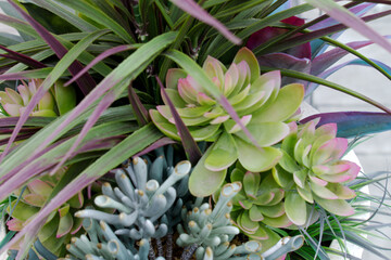 Green succulents closeup in pots