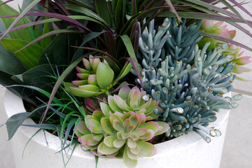 Green succulents closeup in pots