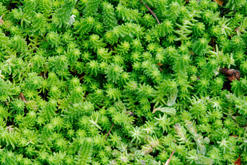 Green succulents closeup in pots