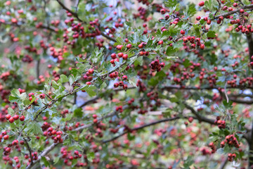 Closeup shot of red wild hawthorn berries on branches