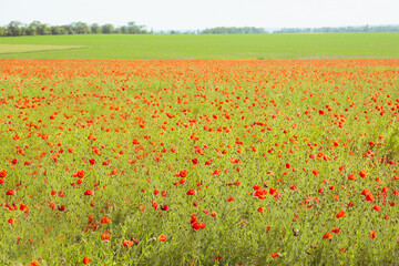 Beautiful red poppy flowers in field