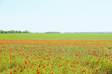 Beautiful red poppy flowers in field