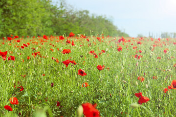 Beautiful red poppy flowers in field