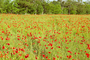 Beautiful red poppy flowers in field