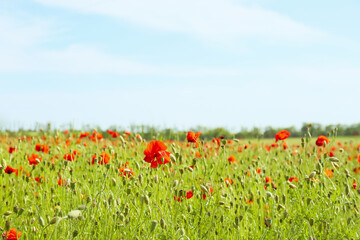 Beautiful red poppy flowers in field