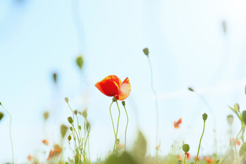 Fototapeta na wymiar Beautiful red poppy flower in field