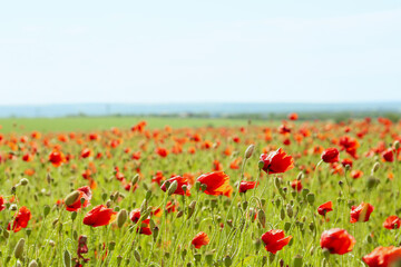 Beautiful red poppy flowers in field