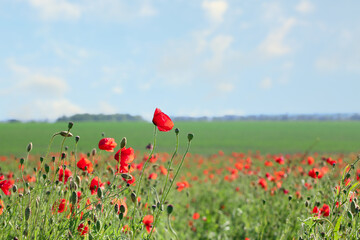 Beautiful red poppy flowers in field