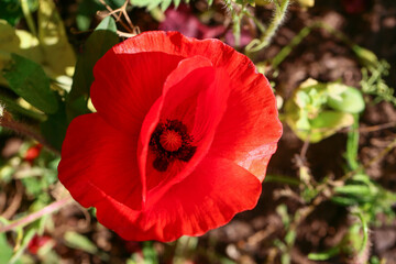 Fototapeta na wymiar Beautiful red poppy flower in field, closeup