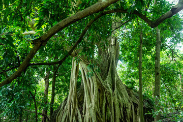 Naklejka premium higuera 