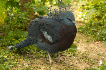 Victoria crowned pigeon (Goura victoria).