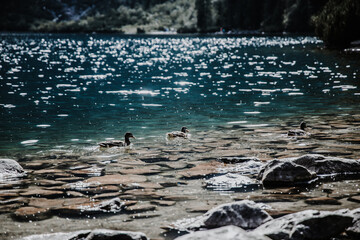 The view of the mountain lake and ducks. © BAY Media 