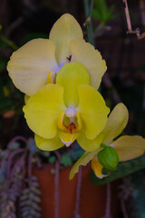 yellow orchid flower