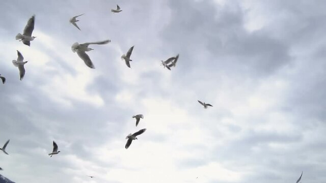 Various Seagulls Flying Over Ohrid Lake