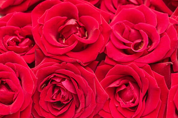 Beautiful red roses as background