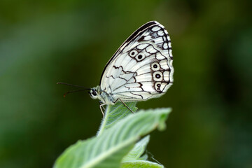 Macro shots, Beautiful nature scene. Closeup beautiful butterfly sitting on the flower in a summer garden.