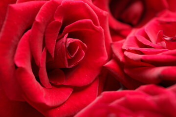 Beautiful red roses as background, closeup