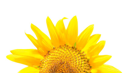 Naklejka premium Half flower of sunflower