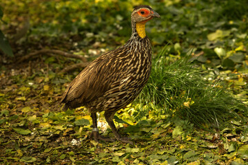 Yellow-necked spurfowl, yellow-necked francolin (Pternistis leucoscepus).