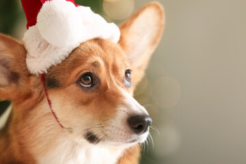 Cute dog in Santa hat at home on Christmas eve