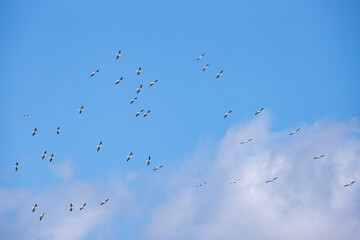 White Pelican (Pelecanus)