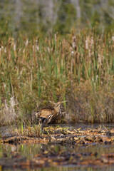American Bittern shaking feathers