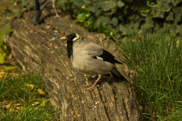 The Wattled starling  (Creatophora cinerea).
