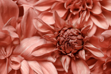 Creative composition of delicate autumn peonies. Flat lay the buds of color. The concept of nature.