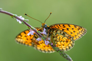 Fototapeta premium Macro shots, Beautiful nature scene. Closeup beautiful butterfly sitting on the flower in a summer garden.