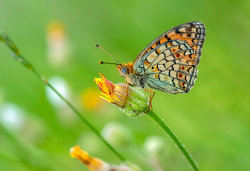 Macro shots, Beautiful nature scene. Closeup beautiful butterfly sitting on the flower in a summer garden.