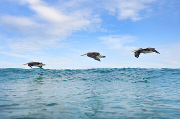 Tres grandes Pelícanos volando en el cielo azul muy cerca al mar.
