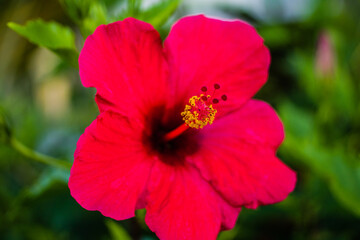 Obraz premium Pink Hibiscus