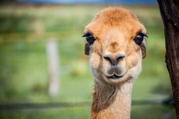 Hermosa Vicuña de ojos negros en las montañas de Perú.