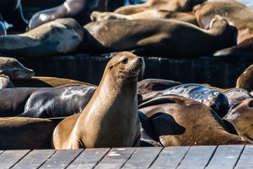 Fototapeta premium Female Sea Lion