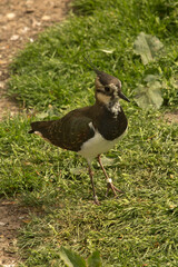 The Common Lapwing (Vanellus vanellus).