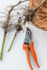 Freshly cut fresh valerian roots with plant pruner. Collection and harvesting of plant parts for...