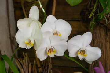 white and yellow orchid