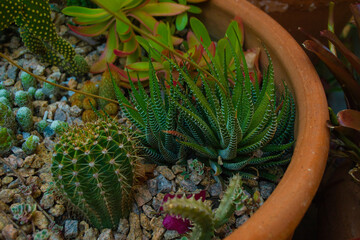 cactus in a pot