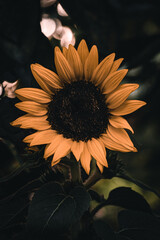 sunflower in the sun